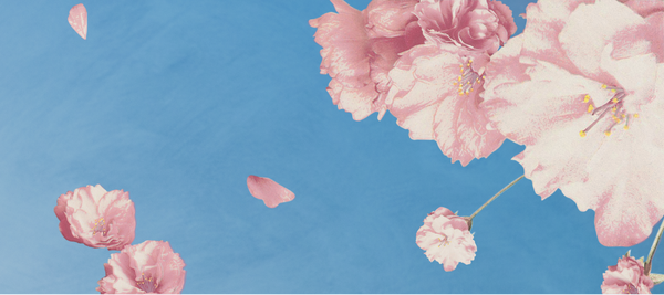 Spring Into The Season: 6 Ways to Celebrate the Cherry Blossom Festival